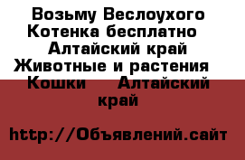 Возьму Веслоухого Котенка бесплатно - Алтайский край Животные и растения » Кошки   . Алтайский край